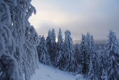 Snow covered land and trees against sky