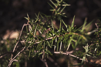 Close-up of juniper