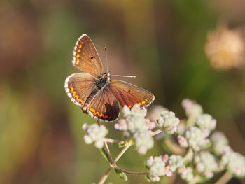 Southern brown argus butterfly, aricia cramera, sunbathing early in the morning near almansa, spain 