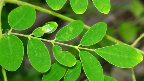 Close-up of fresh green plant