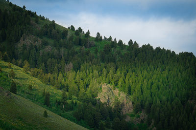 Scenic view of forest against sky