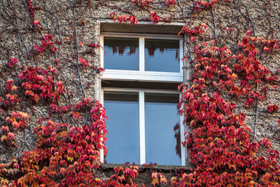 Low angle view of window amidst ivies during autumn