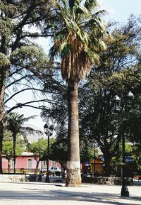 Road along trees