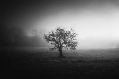 Bare tree on field against sky during foggy weather