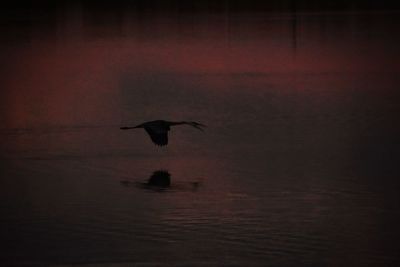 Bird flying over lake against sky during sunset
