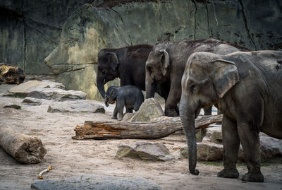 View of elephant in zoo