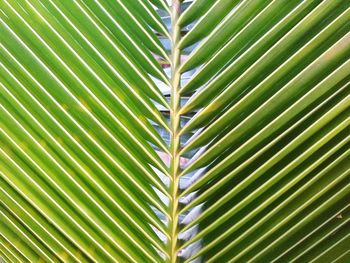 Coconut leaves in a strange view as a background