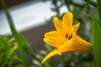 Close-up of yellow lily blooming outdoors