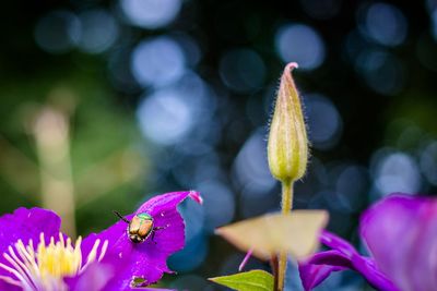 Close-up of purple flower