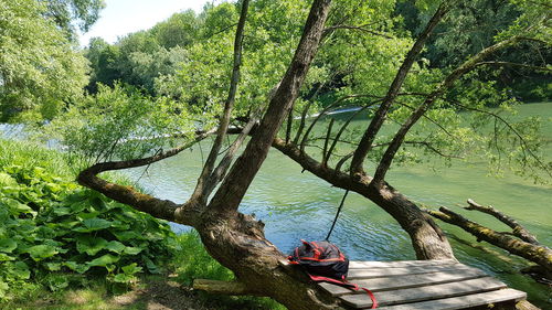 Man sitting on tree trunk by plants