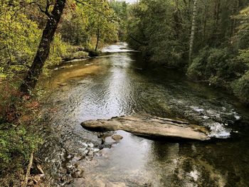 River flowing amidst trees in forest