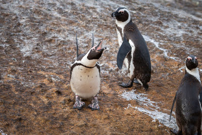 African penguins at seaforth beach colony in cape town, south africa