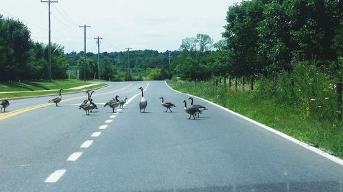 Canada geese on road amidst trees