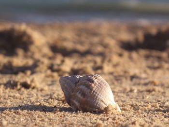 Close-up of crab on sand at beach