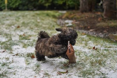 Close-up of dog on field