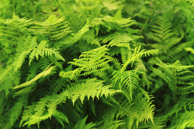 Close-up of green leaves