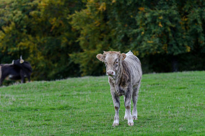 Horse on field