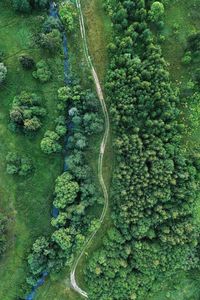 Aerial view of road amidst trees