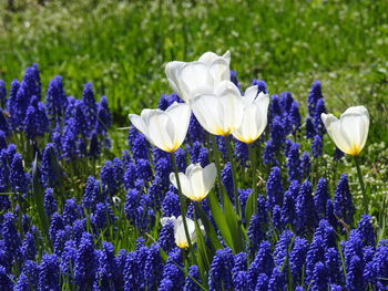 Close-up of purple crocus blooming on field