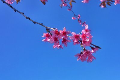 Low angle view of pink flowers against blue sky