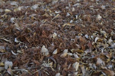 Full frame shot of dry leaves on field