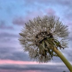 Close-up of thistle against sky