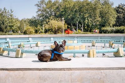 View of a french bulldog resting on fountain  in park