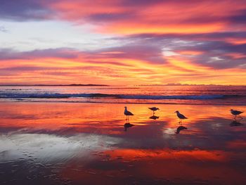 Birds on beach against orange sky