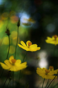 Close-up of yellow flowers