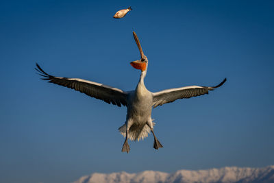 Low angle view of bird flying against clear sky