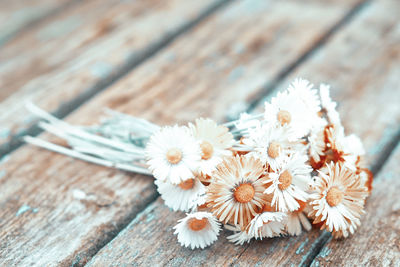 Close-up of white daisy on table