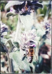 Close-up of bee pollinating on flower