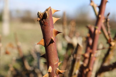 Close-up of dry leaf on field