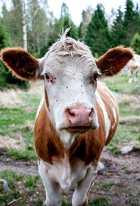 Portrait of cow standing on field