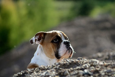 Close-up of bulldog