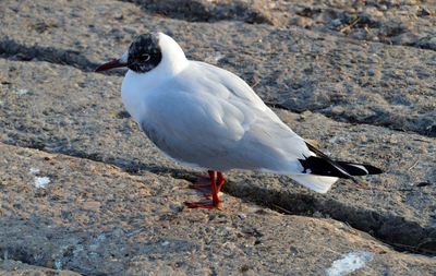 Seagull perching on a rock