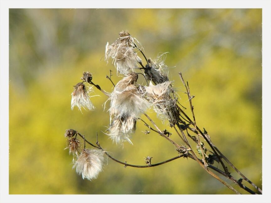 transfer print, auto post production filter, flower, focus on foreground, branch, close-up, nature, growth, beauty in nature, stem, fragility, outdoors, tree, no people, plant, day, twig, dead plant, bare tree, selective focus