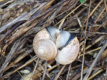 Close-up of snail on dry land