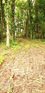 Trees growing in forest