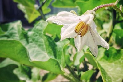 Close-up of white flower blooming outdoors