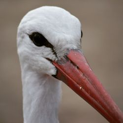 Close-up of white bird