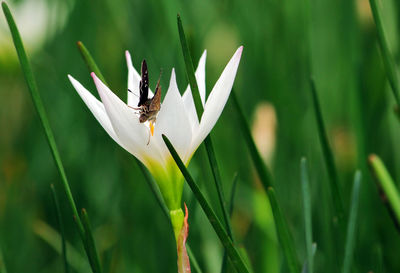 Close-up of insect on white flower