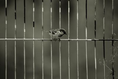 Close-up of bird perching in cage