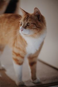 Close-up of cat looking away at home