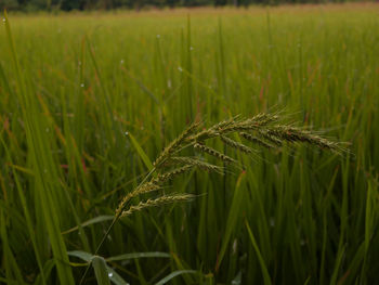 Close-up of crop growing on field