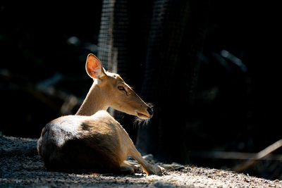 Deer relaxing outdoors