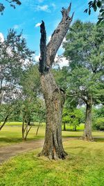 Trees on grassy field