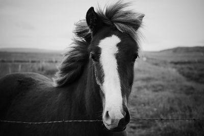 Horse on field against sky