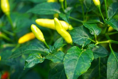 Close-up of chili plants at vegetable garden