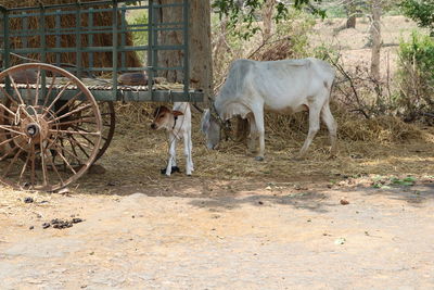 Horse cart